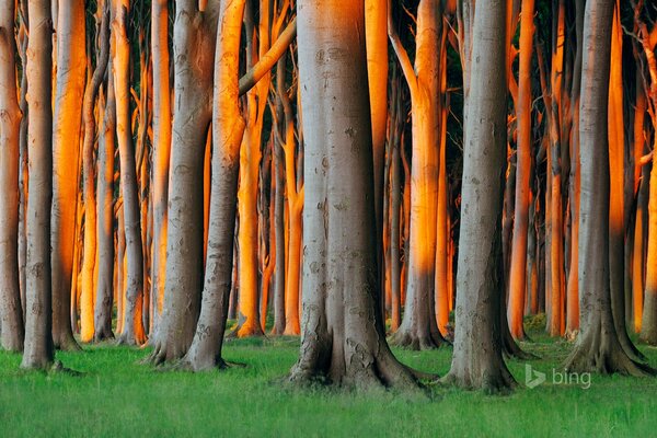 Helle Bäume im deutschen Wald