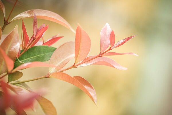 Close focus of autumn leaves on branches