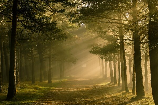 Die Natur. Morgenlicht im Wald