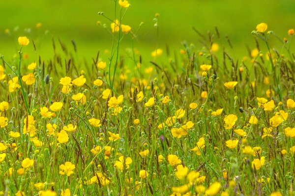 Glück: Sommerwiese gelbe Blumen