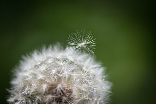 Foto de la naturaleza diente de León en el Prado