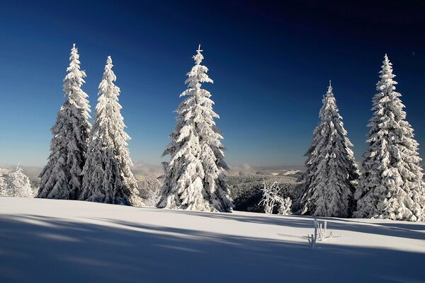 Winter Schnee Himmel Schatten Fichte