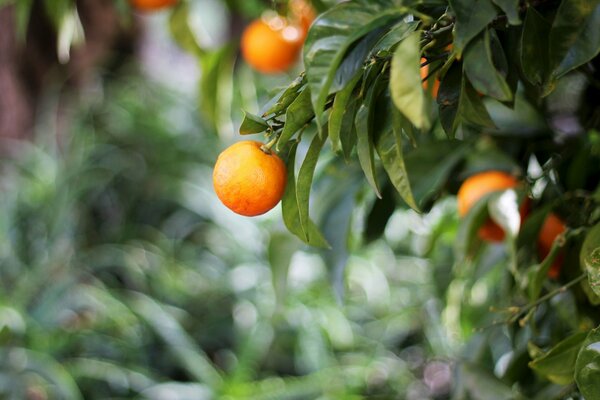 A growing orange. Beauty