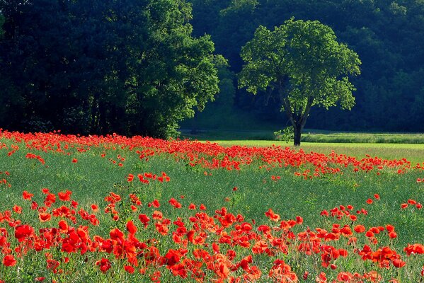 Und wir haben ein rotes Meer auf der Wiese