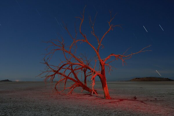 A single tree at night