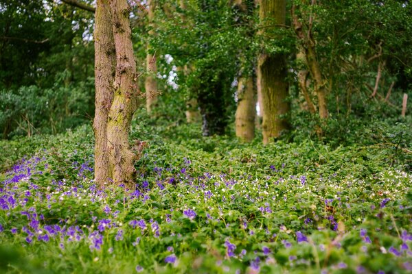 Flores moradas en el bosque