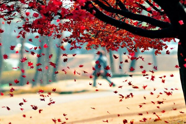 Autumn tree with falling red leaves