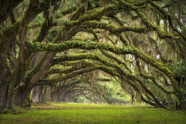 Oak Alley in the USA, the state of Carolina