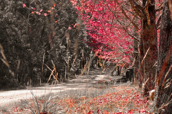 Camino en el bosque de otoño