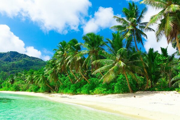 Spiaggia sabbiosa con palme sotto cielo sereno