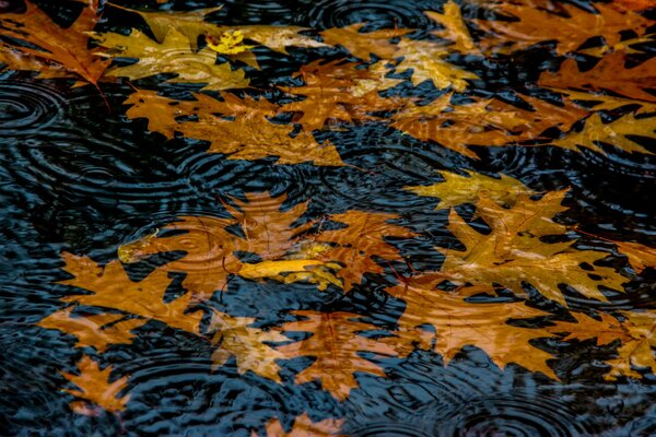 Hojas caídas de otoño en el agua