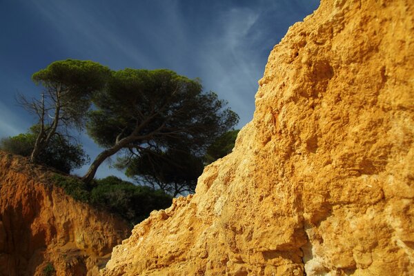 Alberi che crescono sulle rocce all aperto