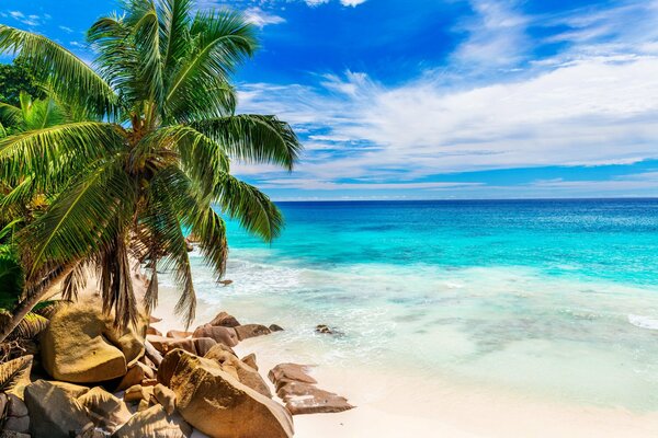 Stones and a palm tree on the ocean shore