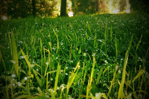 Diamond dew drops sparkle on the green grass