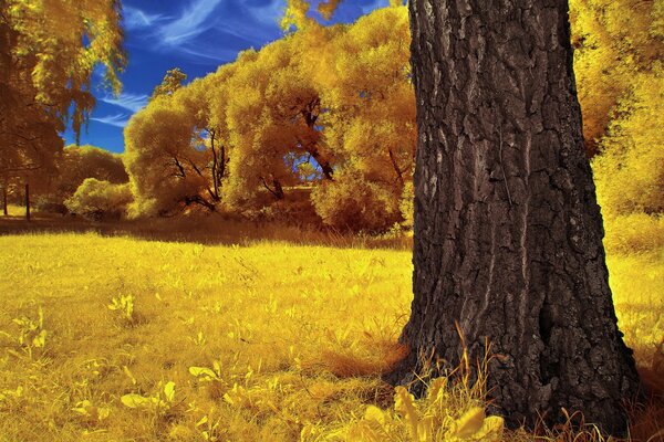 Bright yellow autumn meadow