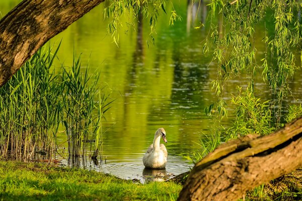 Weiße Schwäne im Sommer am See in der Nähe des Ufers