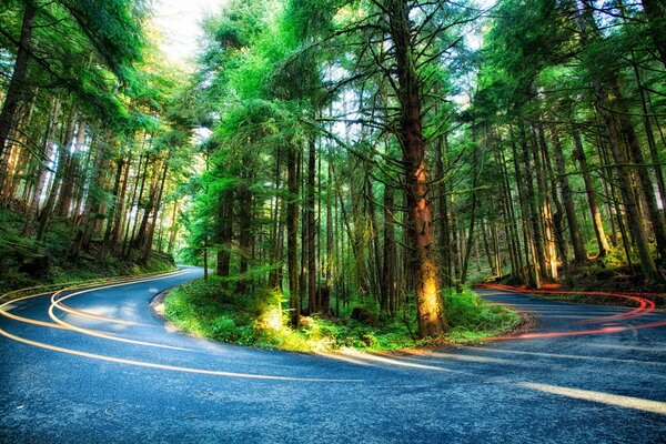 Route à travers de grands arbres