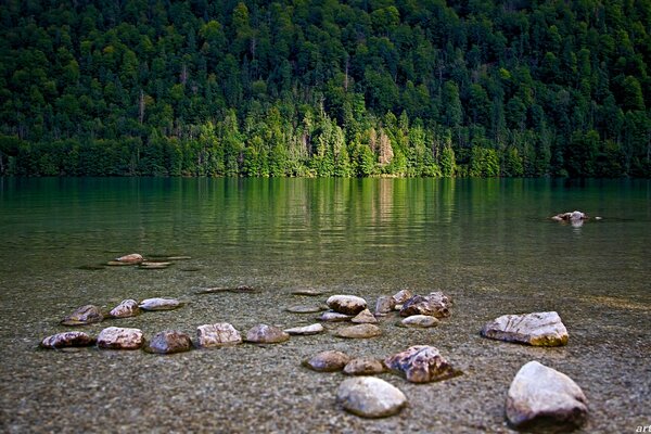 Gli alberi verdi si riflettono nel lago trasparente