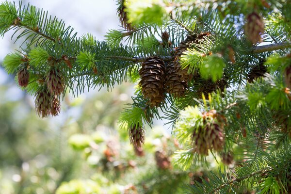 Szyszki na gałęzi sosny. Natura