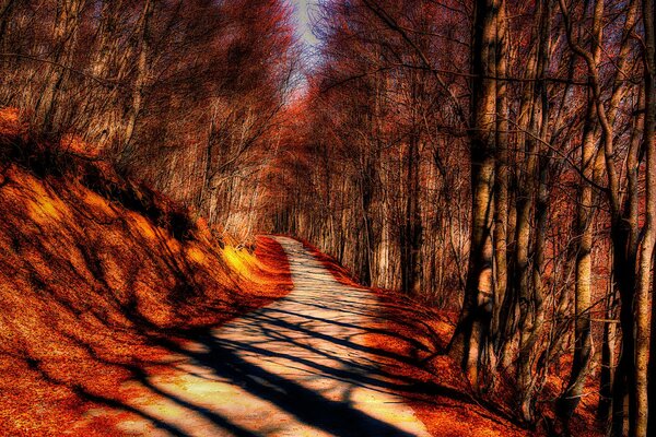 Foresta autunnale. Gli alberi proiettano ombre