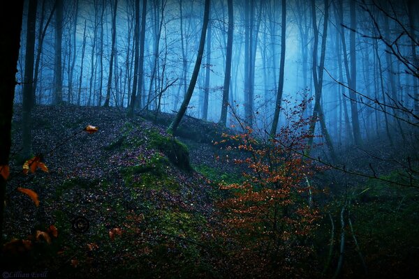 Im nebligen Wald stehen Bäume