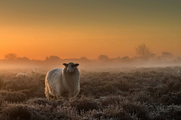 The field is in a fog , the sheep is lost