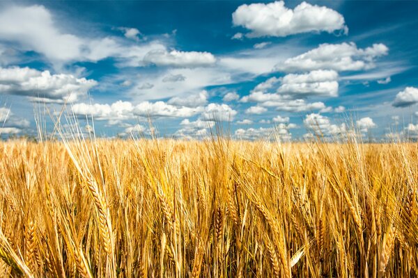 Campo de verano de espigas de oro