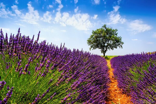 The road to the tree among the lavender fields