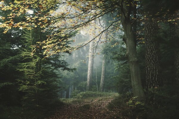 Neblige Landschaft in einem geheimnisvollen Wald