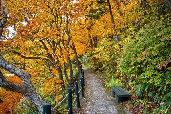 Wanderweg im Herbstwald manchmal