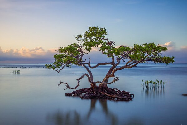 Arbre de vie au milieu du grand lac