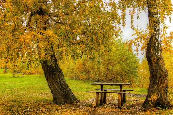 Herbsttag, Park, Bäume Tabellen gelbes Laub auf dem Boden