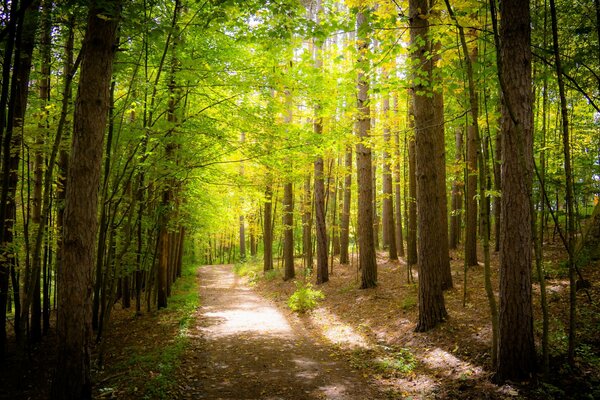 A path illuminated by the rays of the sun