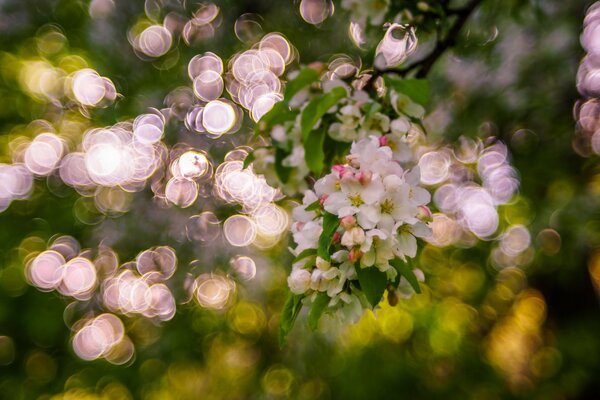 A blooming garden in spring