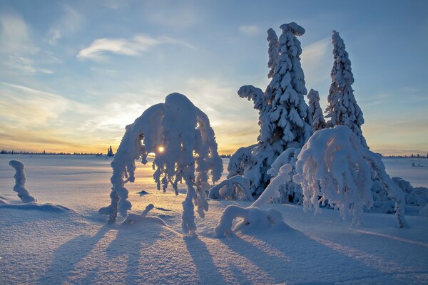 Día frío. Sombreros de nieve en los árboles