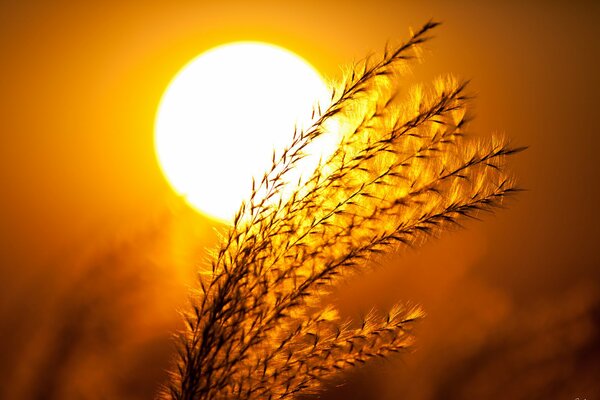 A bouquet of cereals in the bright sun