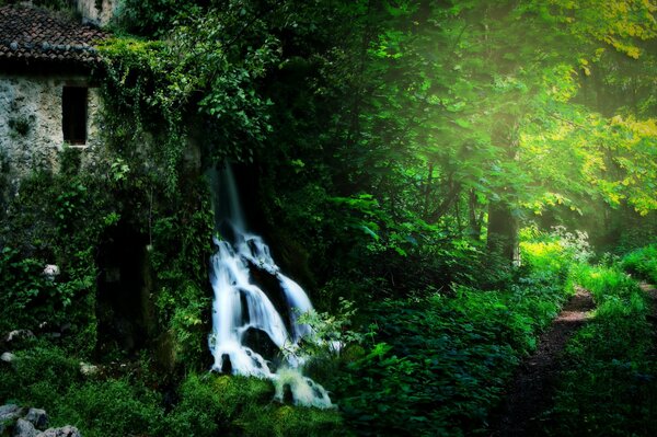 Camino en el bosque. Bosque verde