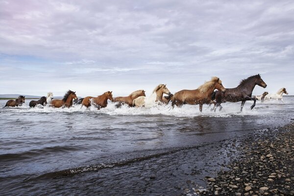 A herd of horses runs out of the water