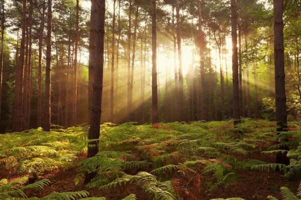 Felce nella foresta estiva