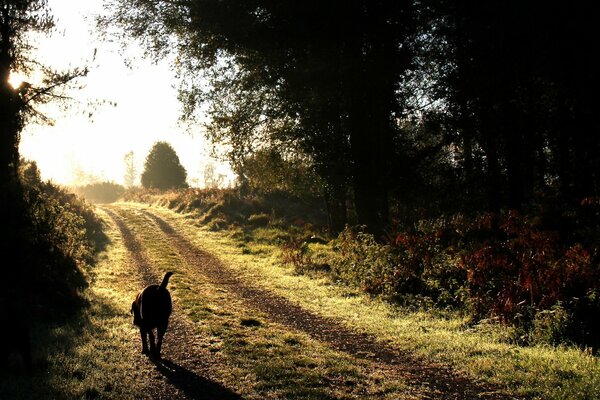 Perro corriendo por el camino del bosque