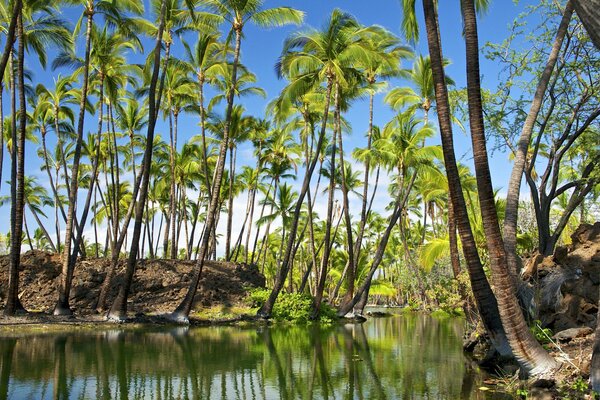 Le alte palme tropicali si riflettono nell acqua