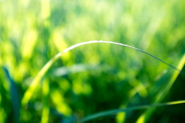 Macro image of a green blade of grass