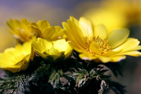 Fiori gialli belli al sole