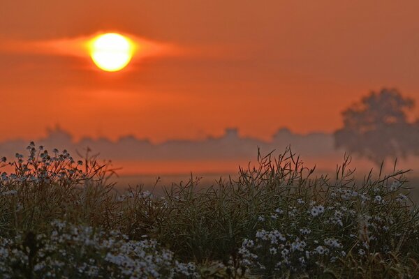 Campo floreciente al atardecer