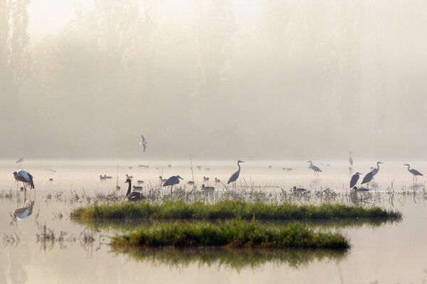 Uccelli sul lago nella nebbia