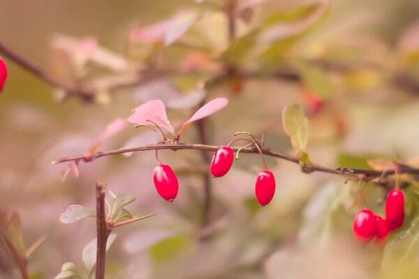 Herbst. Die Schönheit der Beeren am Busch