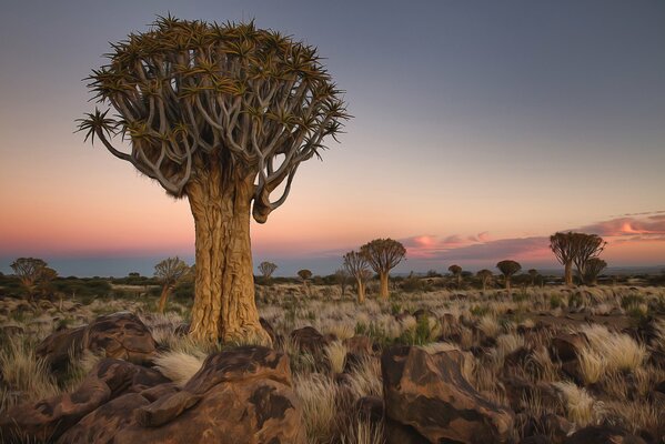 Afrikanische Landschaft mit Bäumen und Steinen