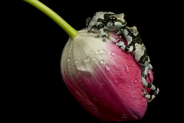 Chameleon on a red tulip , nature