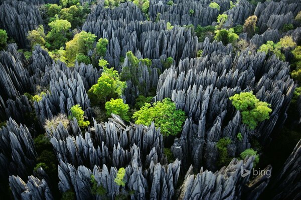 Madagaskar , Nationalpark der Bäume