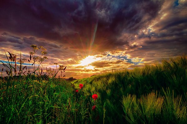 Paisaje puesta de sol en prados verdes